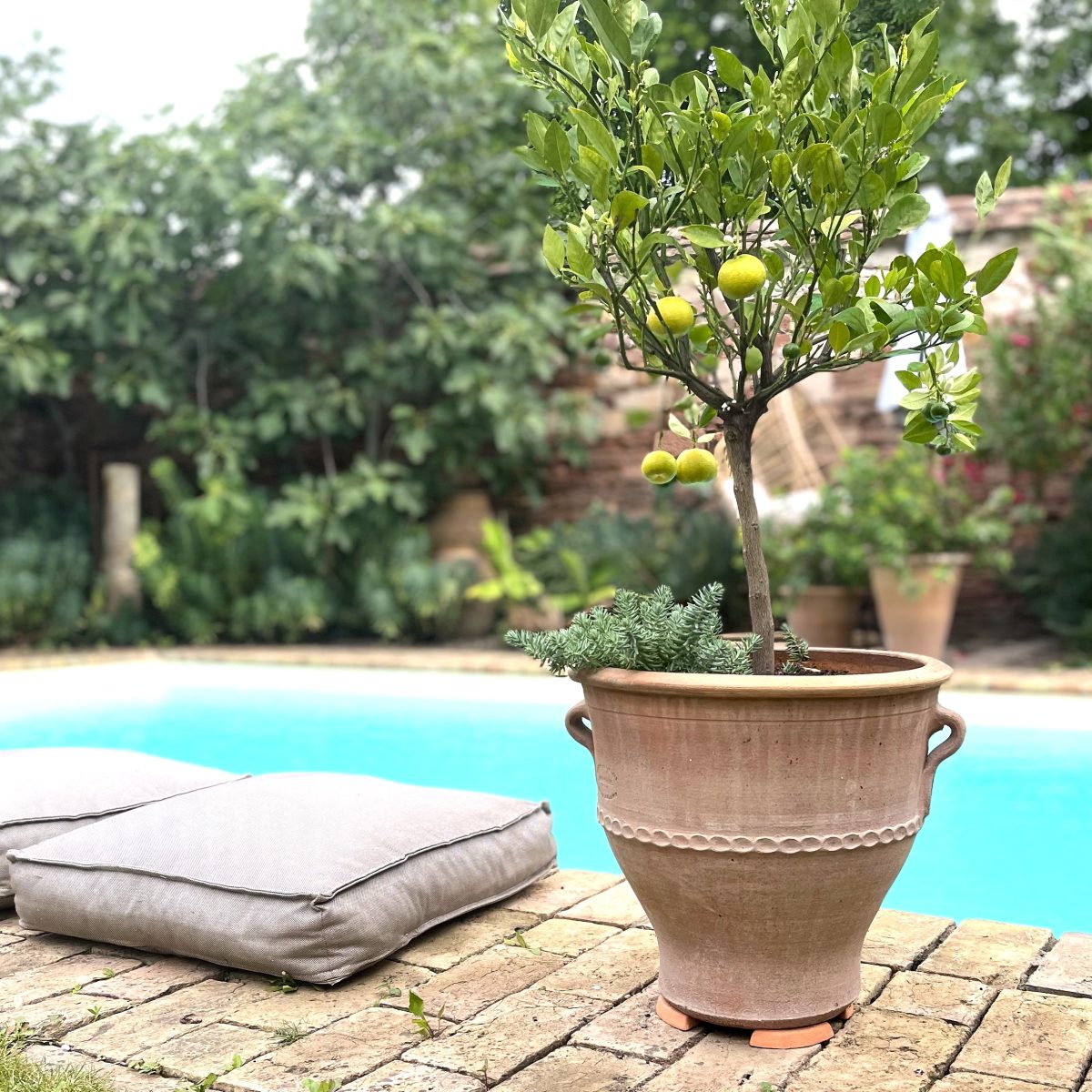 Ein großer Terrakotta-Pflanzkübel aus dem Terrakotta-Topfecken-Set 4 St. mit einem kleinen Zitronenbaum steht auf einer gemauerten Terrasse neben einem türkisfarbenen Swimmingpool. Zwei gepolsterte Bodenmatten liegen daneben. Im Hintergrund tragen üppiges Grün und Pflanzen vor einer rustikalen Wand zur ruhigen Gartenkulisse bei und laden zum Kauf des Terrakotta-Topfecken-Sets 4 St. ein.